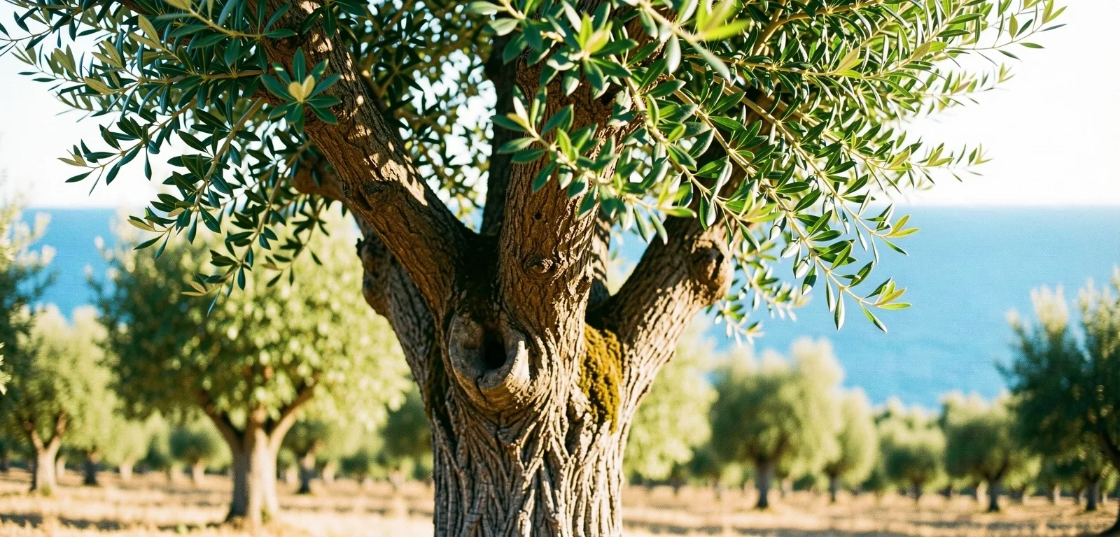 Ελληνικός ελαιώνας στο πρωινό φως